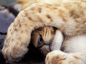  Sleepy lion cub
