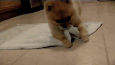 Pomeranian Puppy - Dog Breeds 🐾🐶 Photo (36859128) - Fanpop