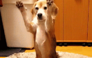  chó săn nhỏ, beagle catches a ball
