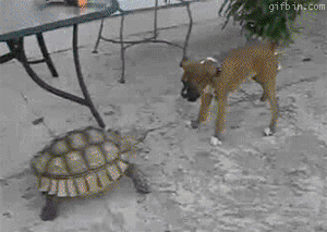  bokser and a schildpad