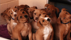 Pitbull Terrier Puppies
