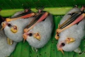  Baby Bats