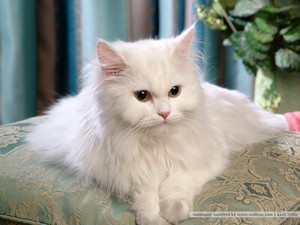Beautiful Persian Cat