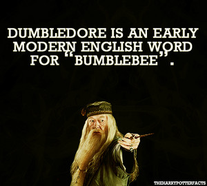  Bumblebee dumbledore