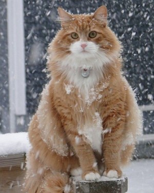  Cat Enjoying The Winter Weather