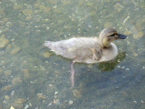  Cute ducky 1