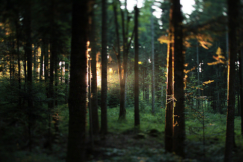 Forest gif