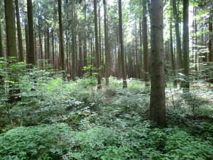  Forest