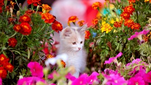  Kitten with flores