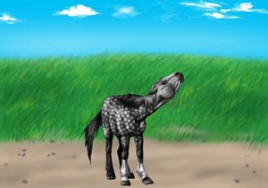  My horse on Small ঘোড়া বিষয়ক