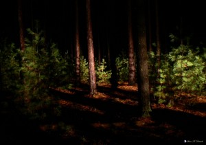  Night Forest
