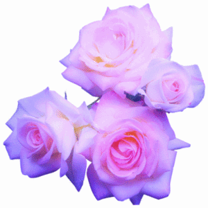  kulay-rosas pastel