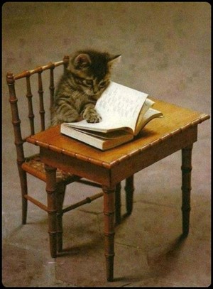  Studious Kitty