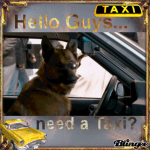  Taxi dog funny
