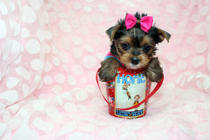 Tiny Yorkie Puppy by StarYorkie.com
