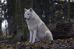  White 늑대