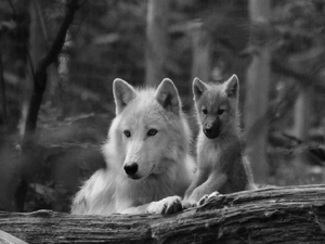  serigala Family