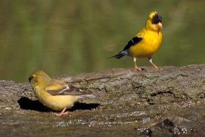 American Goldfinch Pair