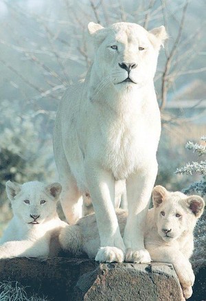  Beautiful Rare White شیرنی, سنگھنی And Her Cubs