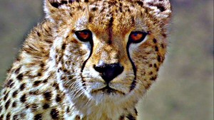  Beautiful cheetah in HDR