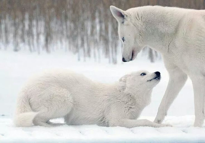 Beautiful white wolves!