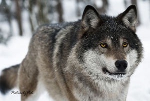 Beautiful wolf w/yellow eyes