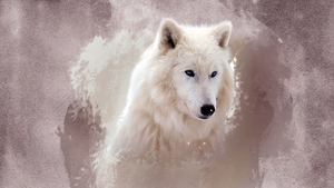  Beautiful wolf