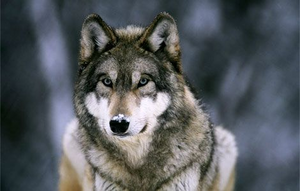 Beautiful wolf