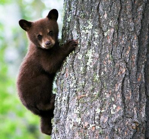 Black Bear Cub Climbing Tree