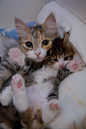  Cat And Her Kitten