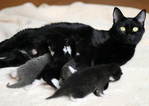  Cat And Her gatitos