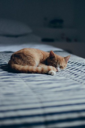  Cat Taking A Nap