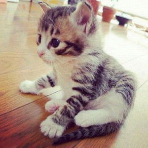 Cute Little Kitten