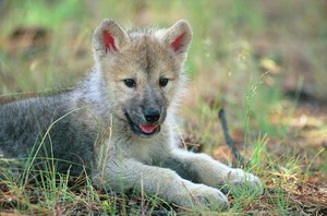  Cute wolf pup in field