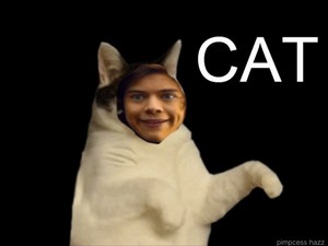 Hazza Loves Cats… and Dancing?!?!