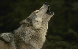  Howling wolf