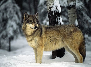  Pretty wolf