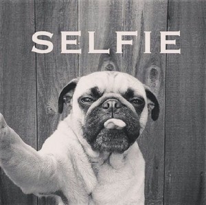 Pug Selfie
