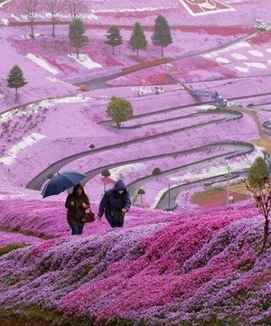 Spring-flowers-on-Hillside--Hokkaido--Japan