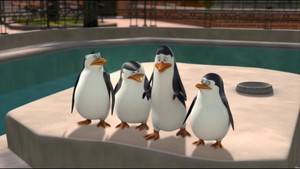  The penguins :p