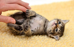  Ticklish Kitty