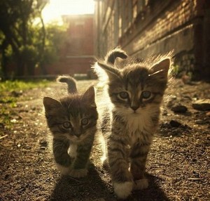  Two anak kucing