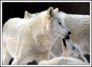  White wolves