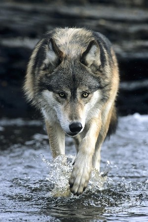 Wolf in the water