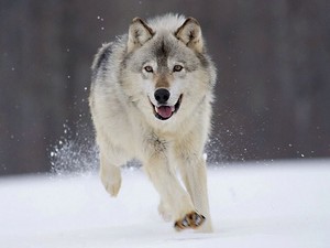  狼, オオカミ running