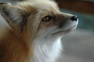  a rubah, fox named foxes