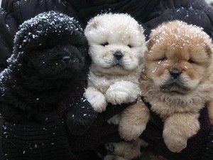  fluffy puppies in snow