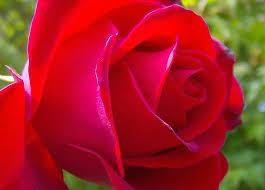  amazing rose