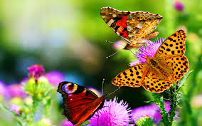 butterfly in natureflower