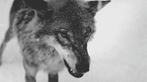  狼, オオカミ